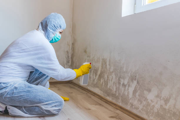 Licensed Basement Mold Remediation service in Danvers, IL - WQB Mold Removal