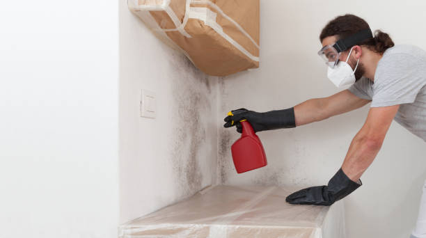 Professional Basement Mold Remediation technician working in Danvers, IL