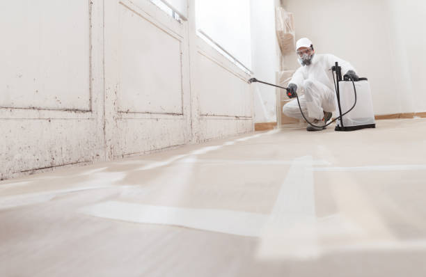 24/7 Emergency Basement Mold Remediation experts in Danvers, IL