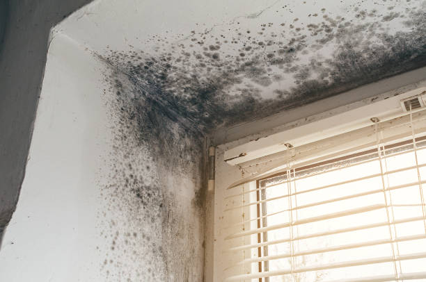 Affordable Basement Mold Remediation solutions in Danvers, IL