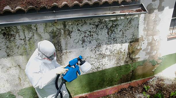 Top rated local Basement Mold Remediation specialists in Danvers, IL
